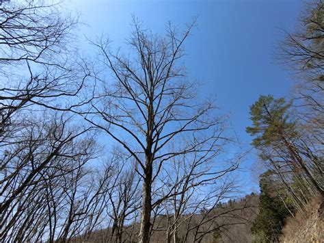 木形|樹形による樹種名の推定 